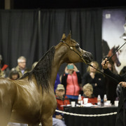 Rae Dawn Arabians - 8th Annual Farm Tour