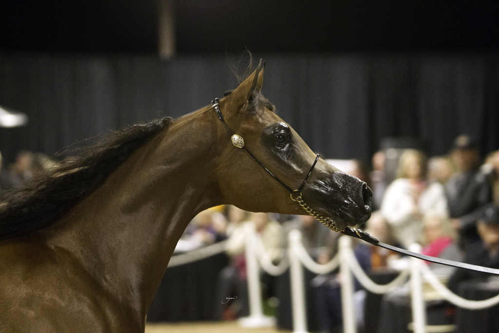 Rae Dawn Arabians - 8th Annual Farm Tour