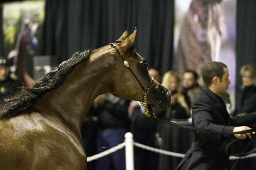 Rae Dawn Arabians - 8th Annual Farm Tour