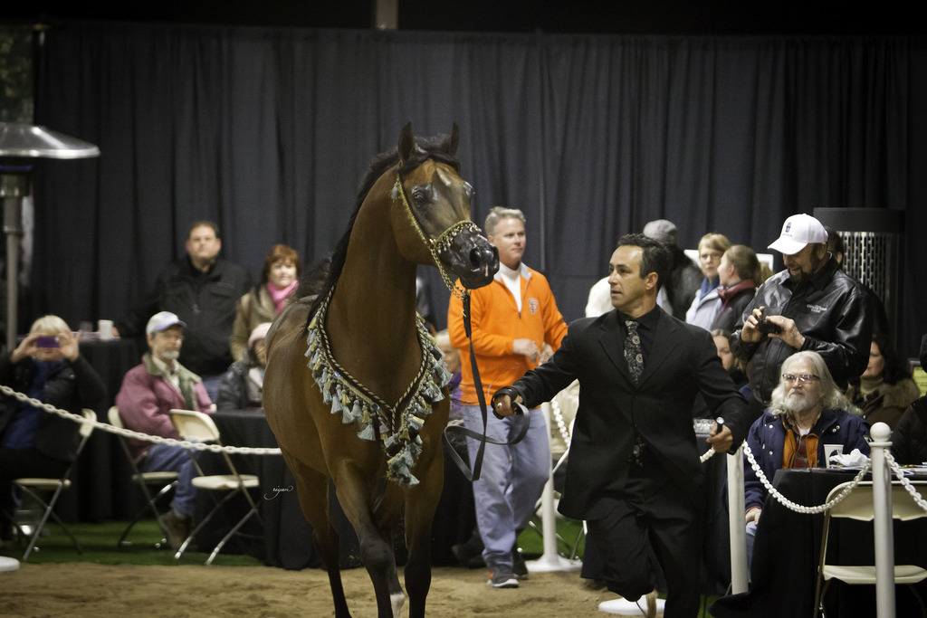 Rae Dawn Arabians - 8th Annual Farm Tour