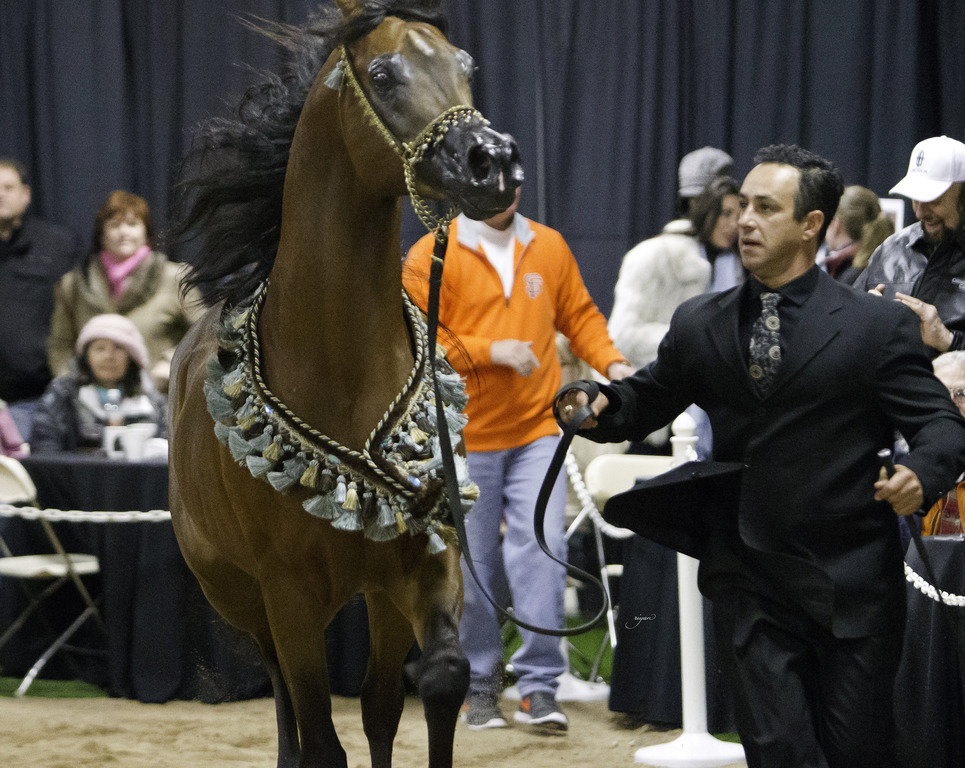 Rae Dawn Arabians - 8th Annual Farm Tour