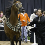 Rae Dawn Arabians - 8th Annual Farm Tour