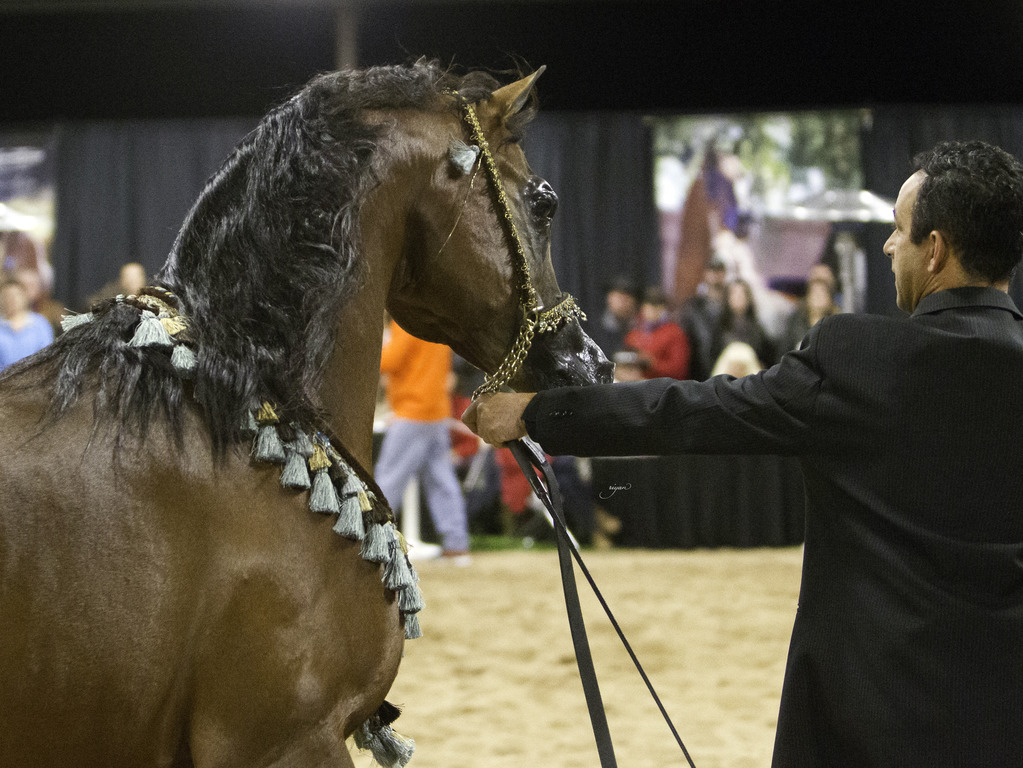 Rae Dawn Arabians - 8th Annual Farm Tour