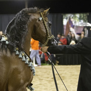 Rae Dawn Arabians - 8th Annual Farm Tour