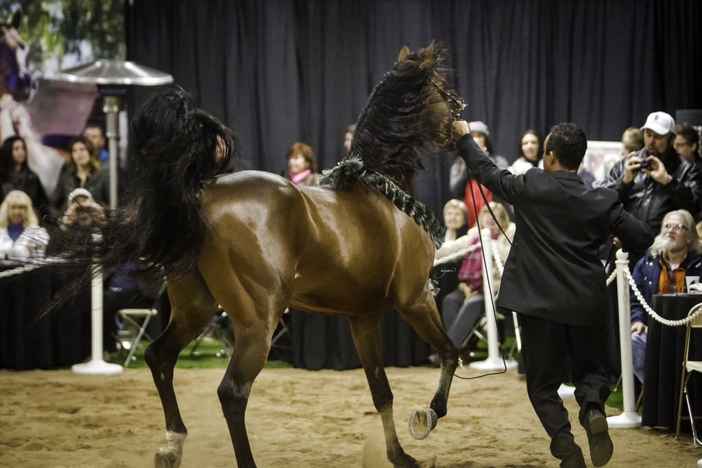 Rae Dawn Arabians - 8th Annual Farm Tour
