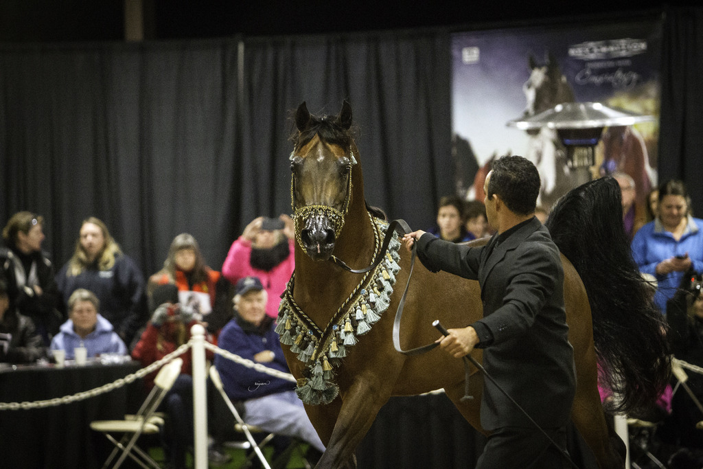 Rae Dawn Arabians - 8th Annual Farm Tour
