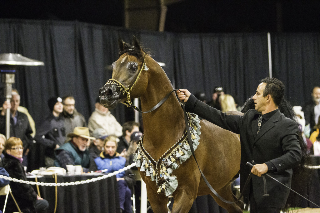Rae Dawn Arabians - 8th Annual Farm Tour