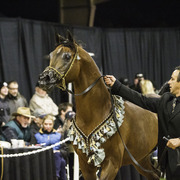 Rae Dawn Arabians - 8th Annual Farm Tour