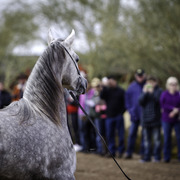 Stonewall Farm - 8th Annual Farm Tour