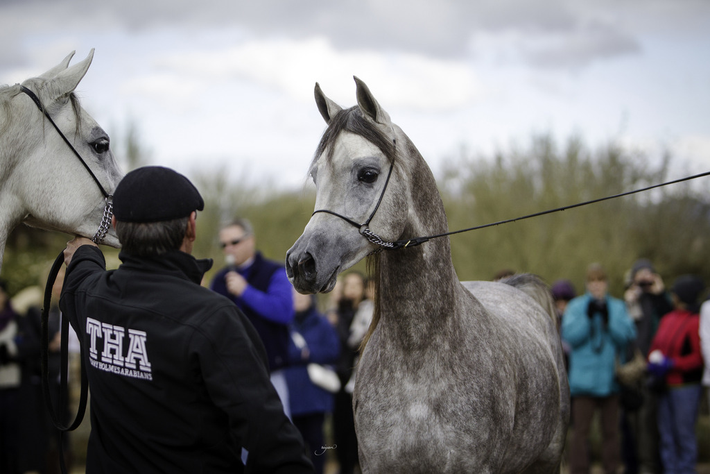 Stonewall Farm - 8th Annual Farm Tour