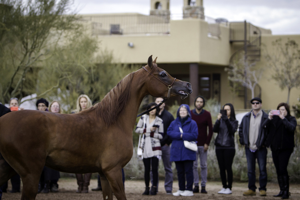 Stonewall Farm - 8th Annual Farm Tour