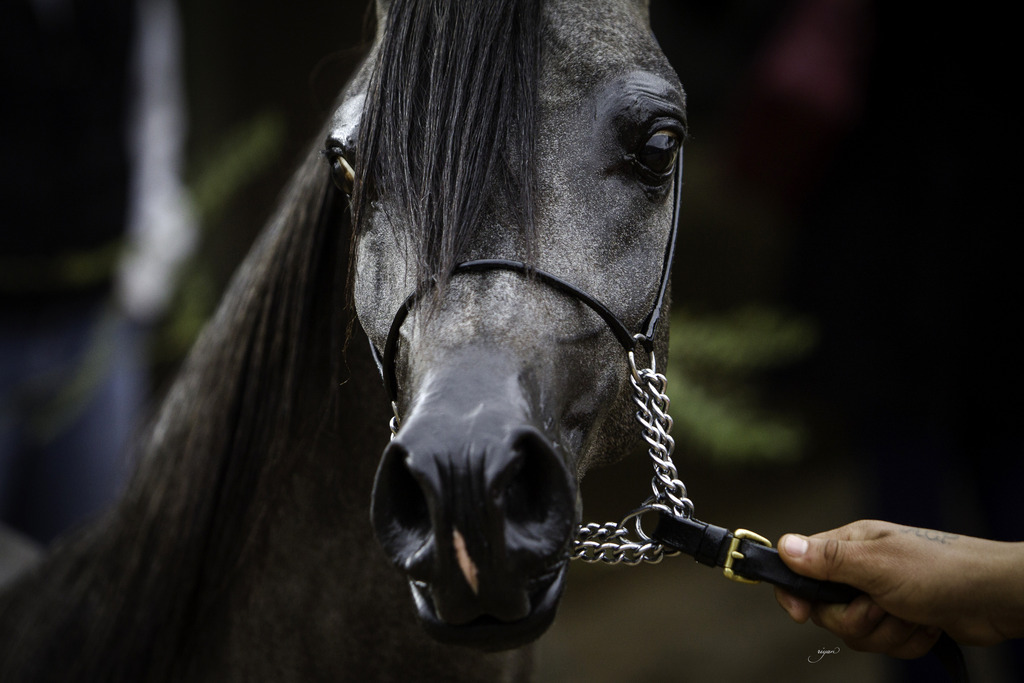 Stonewall Farm - 8th Annual Farm Tour