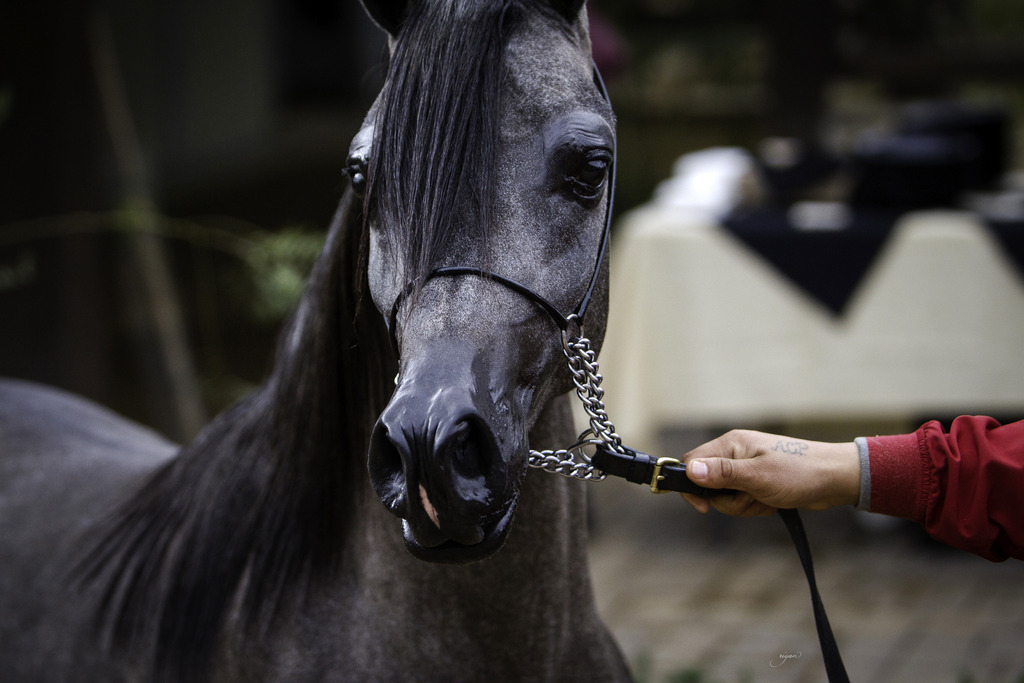 Stonewall Farm - 8th Annual Farm Tour