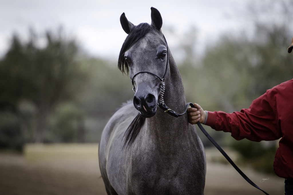 Stonewall Farm - 8th Annual Farm Tour
