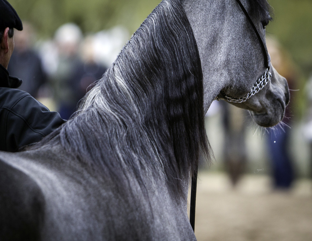 Stonewall Farm - 8th Annual Farm Tour