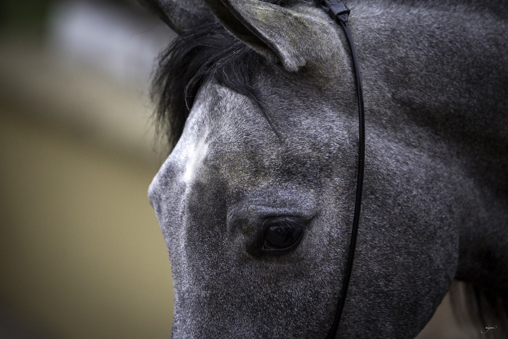 Stonewall Farm - 8th Annual Farm Tour