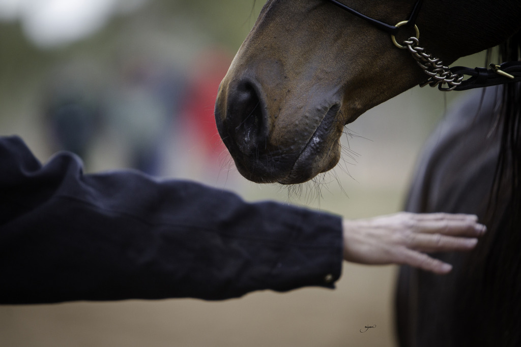 Stonewall Farm - 8th Annual Farm Tour
