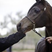 Stonewall Farm - 8th Annual Farm Tour