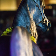 Rodrigues Training - 8th Annual Farm Tour