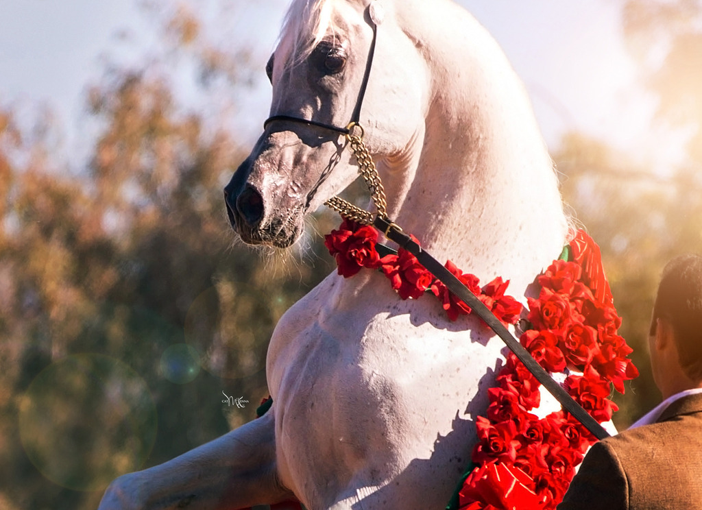 Photo by Cat McKenna