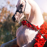 Photo by Cat McKenna