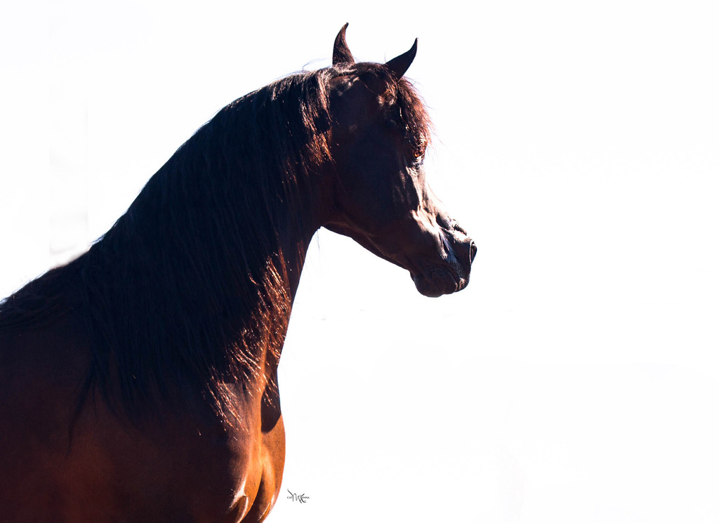 Photo by Cat McKenna