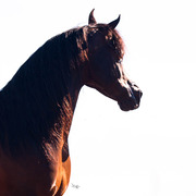 Photo by Cat McKenna