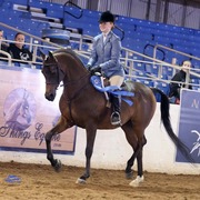 Scottsdale Arabian Horse Show for Friday, February 13, 2015