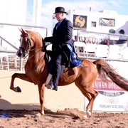 Scottsdale Arabian Horse Show for Friday, February 13, 2015