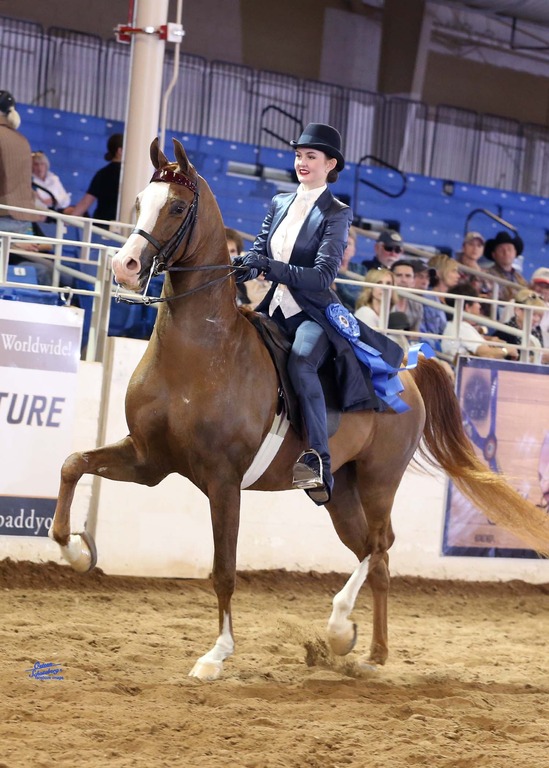 Scottsdale Arabian Horse Show for Friday, February 13, 2015