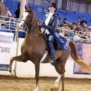 Scottsdale Arabian Horse Show for Friday, February 13, 2015