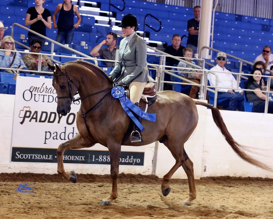 Scottsdale Arabian Horse Show for Friday, February 13, 2015