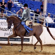 Scottsdale Arabian Horse Show for Friday, February 13, 2015