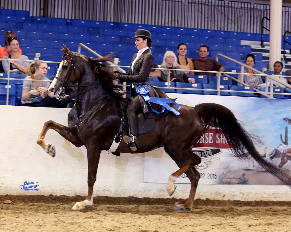 Scottsdale Arabian Horse Show for Friday, February 13, 2015