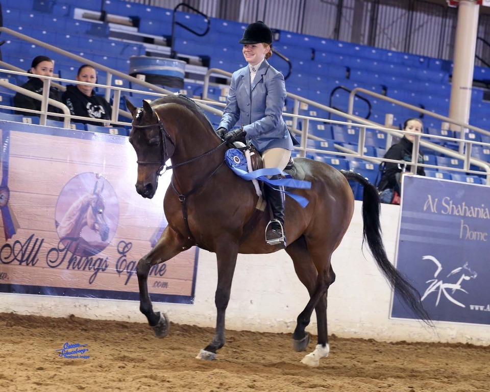 Scottsdale Arabian Horse Show News for Saturday, February 14, 2015