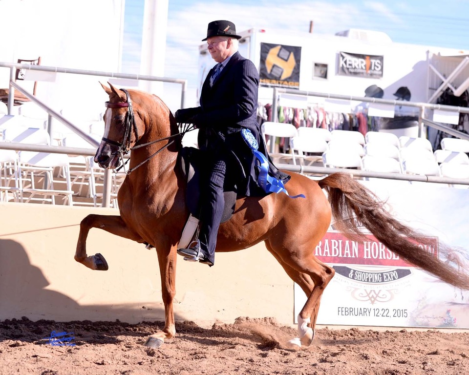 Scottsdale Arabian Horse Show News for Saturday, February 14, 2015