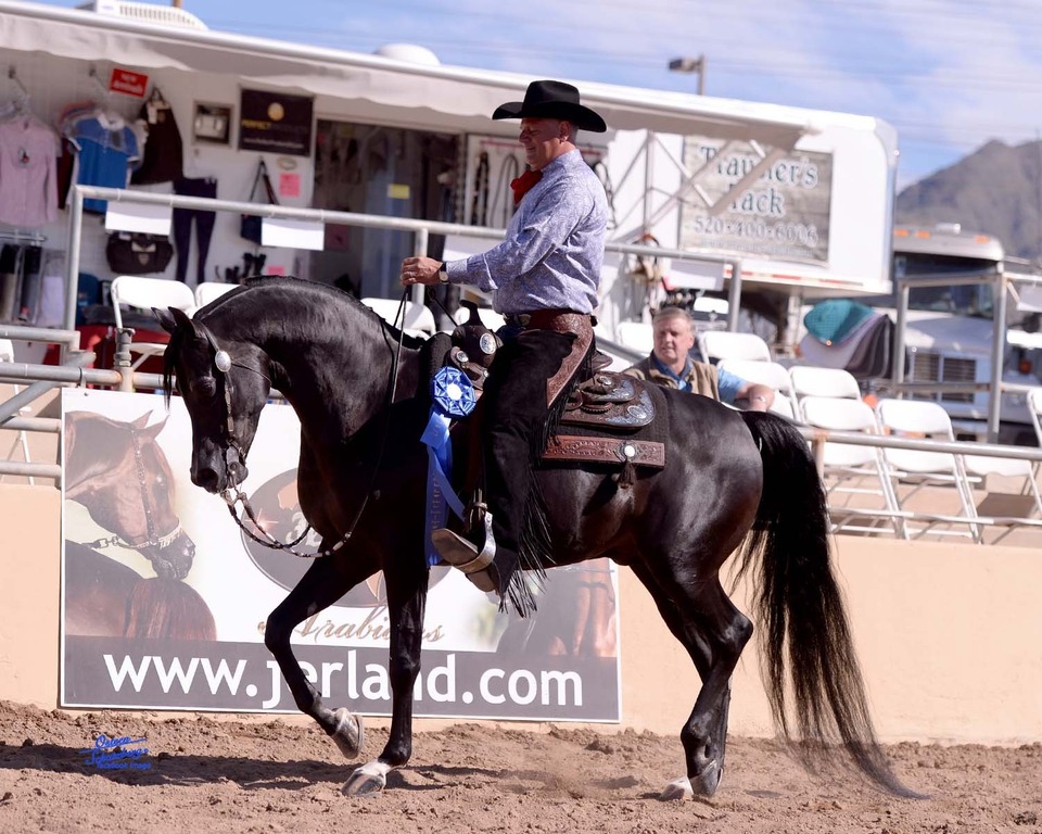 Scottsdale Arabian Horse Show News for Saturday, February 14, 2015