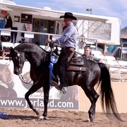 Scottsdale Arabian Horse Show News for Saturday, February 14, 2015