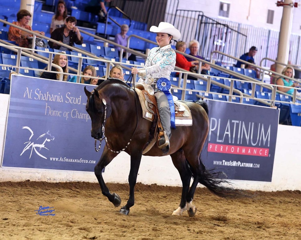 Scottsdale Arabian Horse Show News for Saturday, February 14, 2015