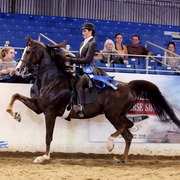 Scottsdale Arabian Horse Show News for Saturday, February 14, 2015