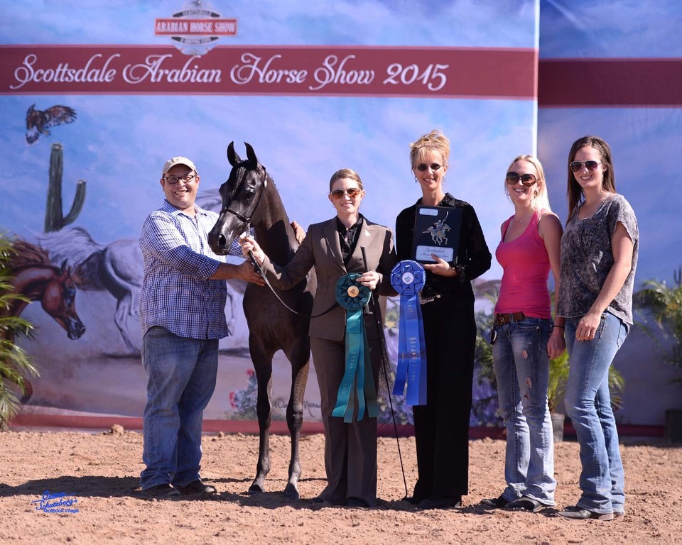 Scottsdale Arabian Horse Show News for Saturday, February 14, 2015