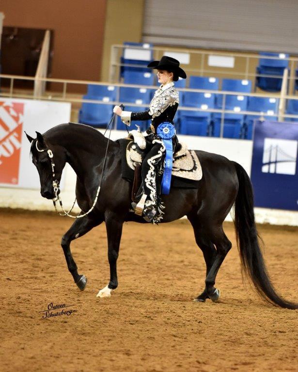 Scottsdale Arabian Horse Show News for Sunday, February 15, 2015