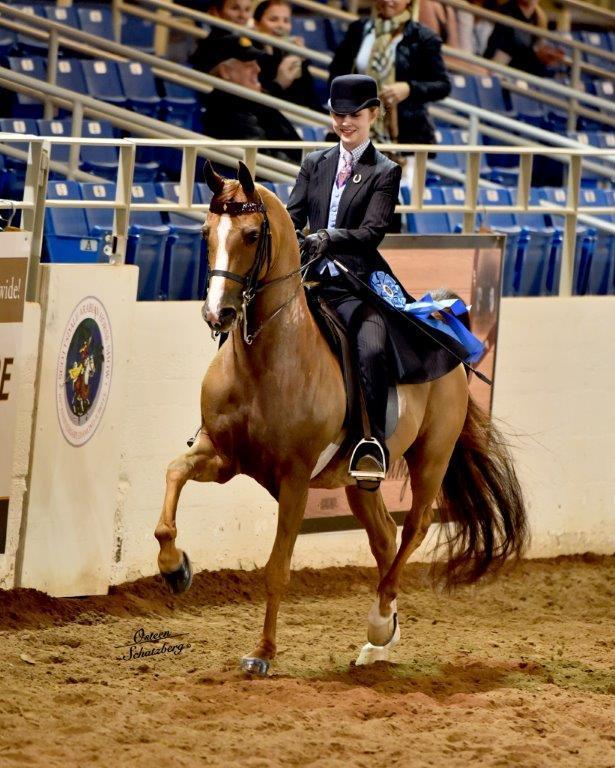 Scottsdale Arabian Horse Show News for Sunday, February 15, 2015