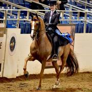 Scottsdale Arabian Horse Show News for Sunday, February 15, 2015