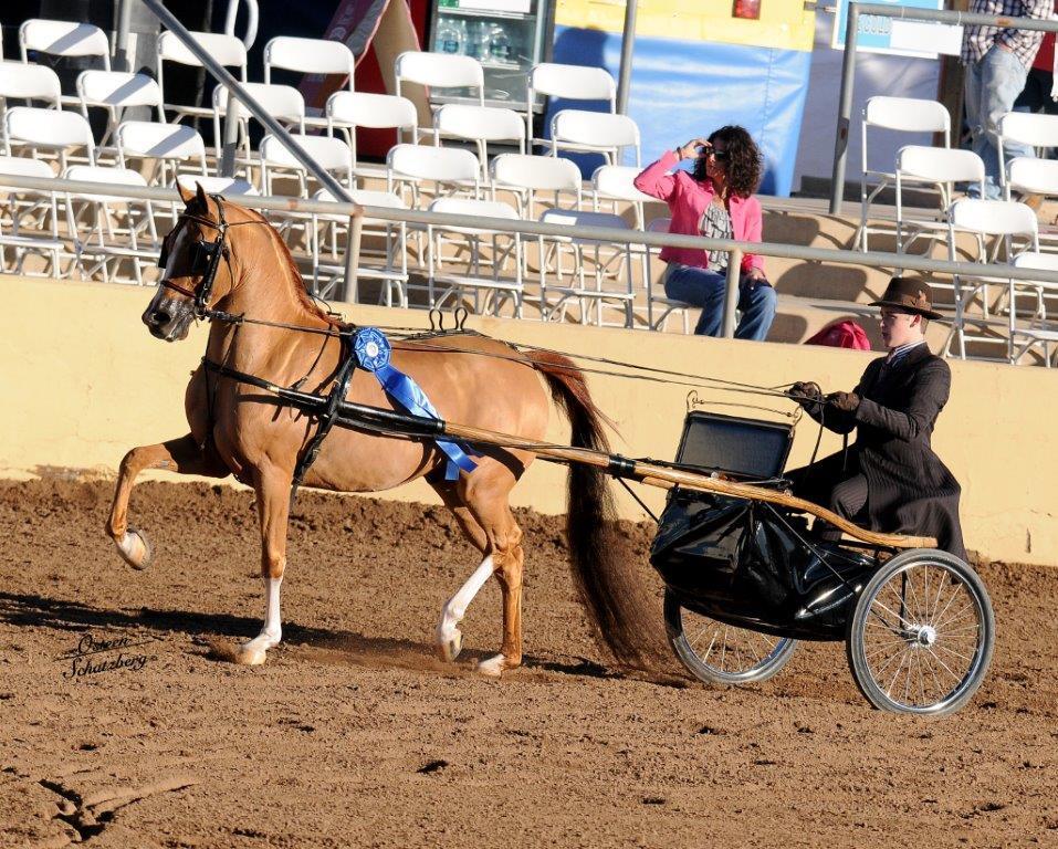 Scottsdale Arabian Horse Show News for Sunday, February 15, 2015