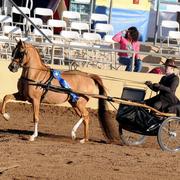 Scottsdale Arabian Horse Show News for Sunday, February 15, 2015