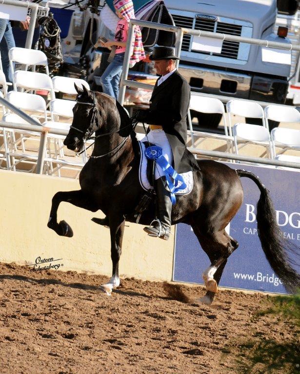 Scottsdale Arabian Horse Show News for Sunday, February 15, 2015