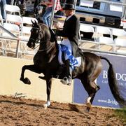 Scottsdale Arabian Horse Show News for Sunday, February 15, 2015