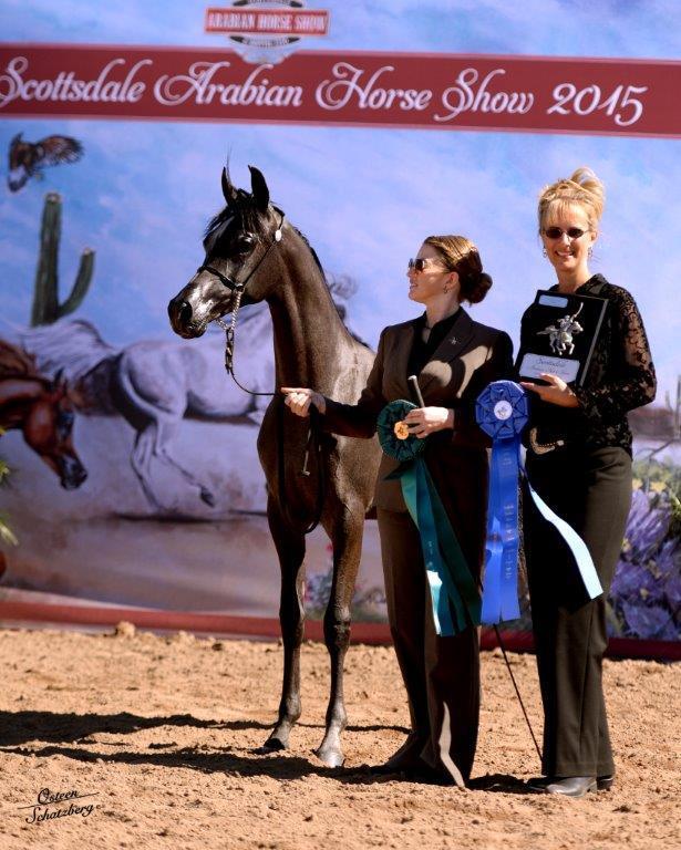 Scottsdale Arabian Horse Show News for Sunday, February 15, 2015
