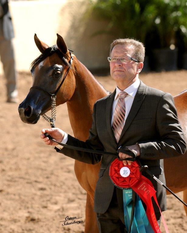 Scottsdale Arabian Horse Show News for Sunday, February 15, 2015